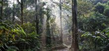 Se stoupající teplotou v tropech se z půdy uvolňuje uhlík